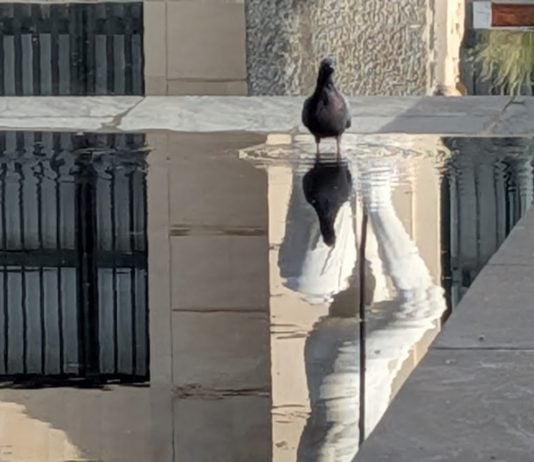 Ningún mes tan caluroso y seco desde 1961 Una paloma se refresca en la fuente de la estatua de Neptuno, en la plaza del Jardinillo de Guadalajara. (Foto: La Crónic@)