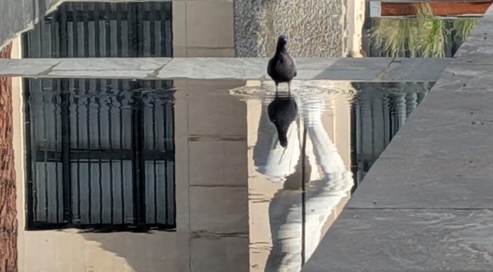 Ningún mes tan caluroso y seco desde 1961 Una paloma se refresca en la fuente de la estatua de Neptuno, en la plaza del Jardinillo de Guadalajara. (Foto: La Crónic@)