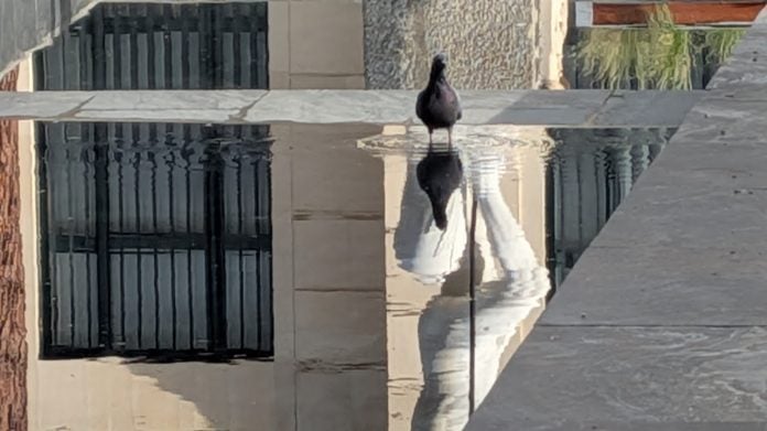 Una paloma se refresca en la fuente de la estatua de Neptuno, en la plaza del Jardinillo de Guadalajara. (Foto: La Crónic@)