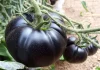 La genética de un tomate de Marchamalo gana un concurso nacional Tomate negro.