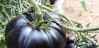 La genética de un tomate de Marchamalo gana un concurso nacional Tomate negro.