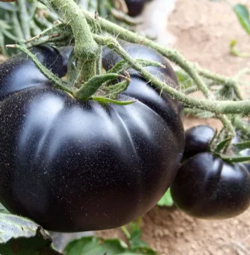 Tomate negro.