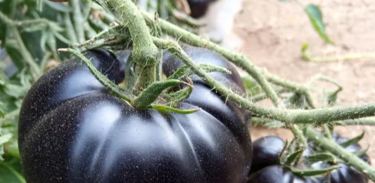 La genética de un tomate de Marchamalo gana un concurso nacional Tomate negro.