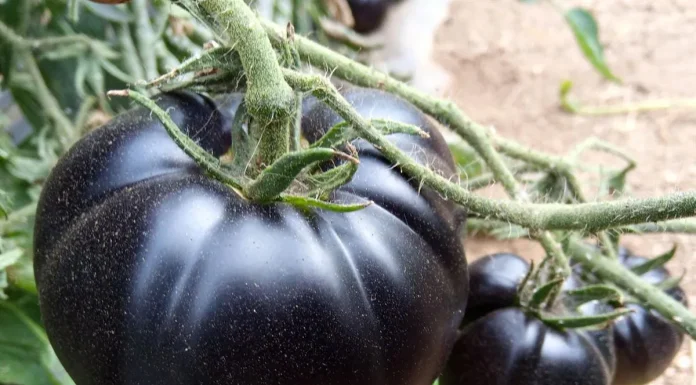 La genética de un tomate de Marchamalo gana un concurso nacional Tomate negro.