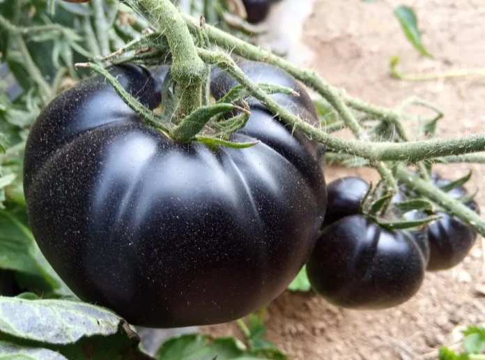 Tomate negro.