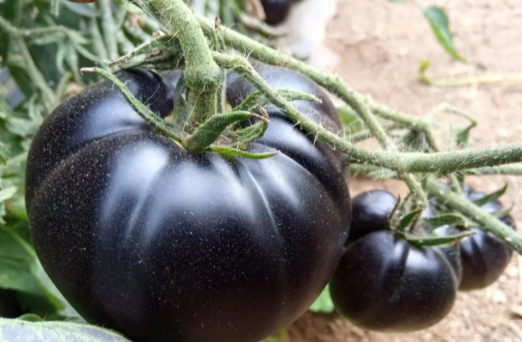La genética de un tomate de Marchamalo gana un concurso nacional Tomate negro.