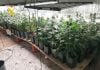 Cae una red de plantaciones de droga en el Corredor del Henares: VEA EL VÍDEO Plantación de marihuana.