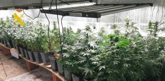 Cae una red de plantaciones de droga en el Corredor del Henares: VEA EL VÍDEO Plantación de marihuana.