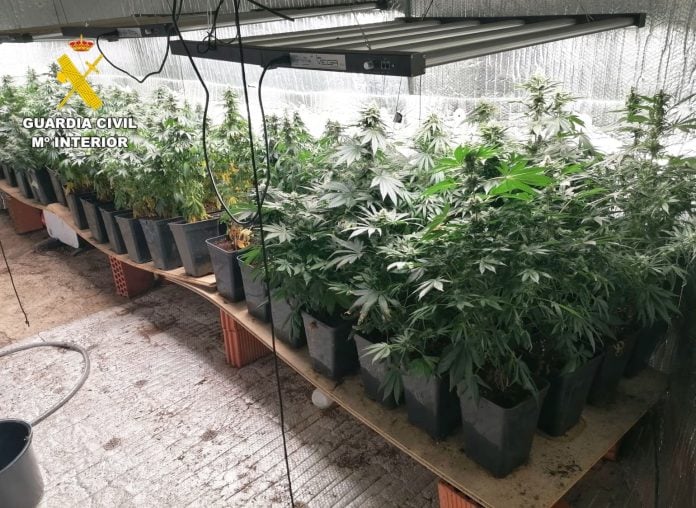 Plantación de marihuana.
