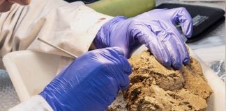 En Guadalajara hubo tortugas Estudio de la UV sobre la tortuga mediterránea REMITIDA / HANDOUT por UV Fotografía remitida a medios de comunicación exclusivamente para ilustrar la noticia a la que hace referencia la imagen, y citando la procedencia de la imagen en la firma 04/9/2026