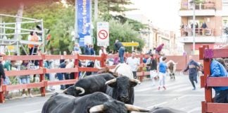 Las fotos del primer encierro, en LA CRÓNICA encierro de guadalajara miñércoles