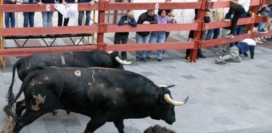 El último encierro, marcado por un toro «colorao» quinto encierro Guadalajara 2026