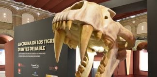 Un tigre muy especial te está esperando en Alcalá Entrada a la exposición sobre los tigres dientes de sable en Alcalá de Henares. (Foto: Comunidad de Madrid)