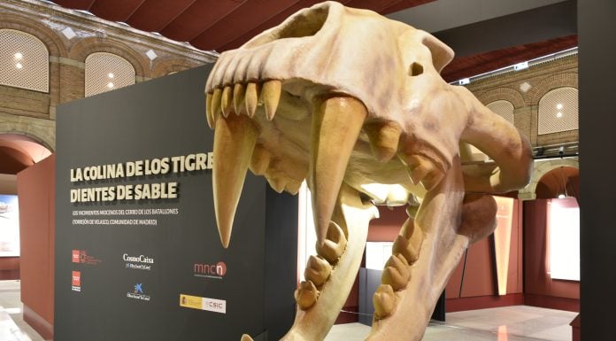 Entrada a la exposición sobre los tigres dientes de sable en Alcalá de Henares. (Foto: Comunidad de Madrid)