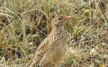 Este pájaro seguirá volando por Guadalajara si el plan de la Junta sale bien Ejemplar de alondra ricotí.