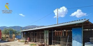 14 perros de una rehala, muertos Lugar donde se encontraba la rehala de perros.