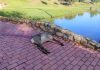 El corzo fue abatido en pleno campo de golf de Cabanillas.